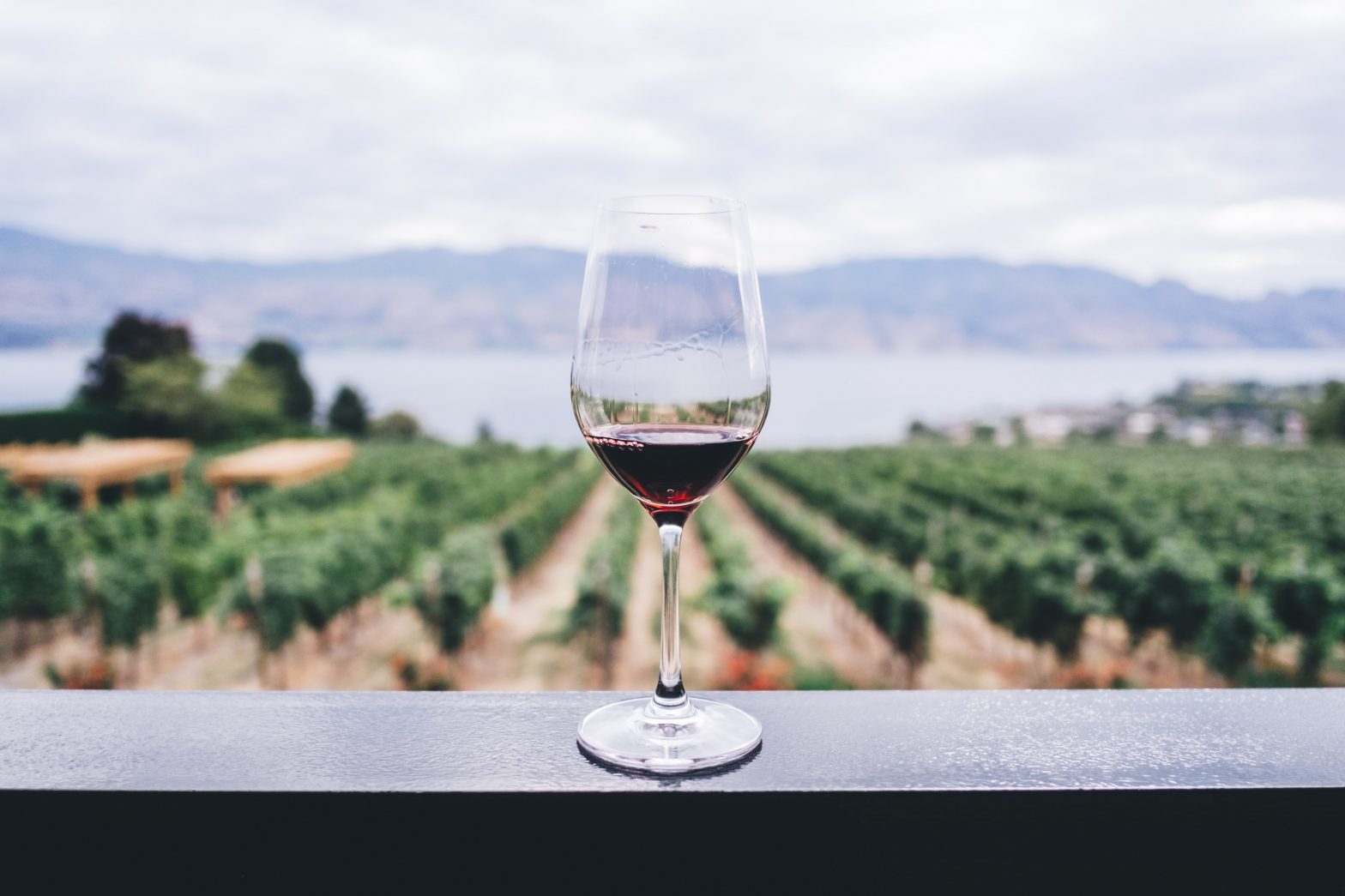wine and vineyard kym ellis